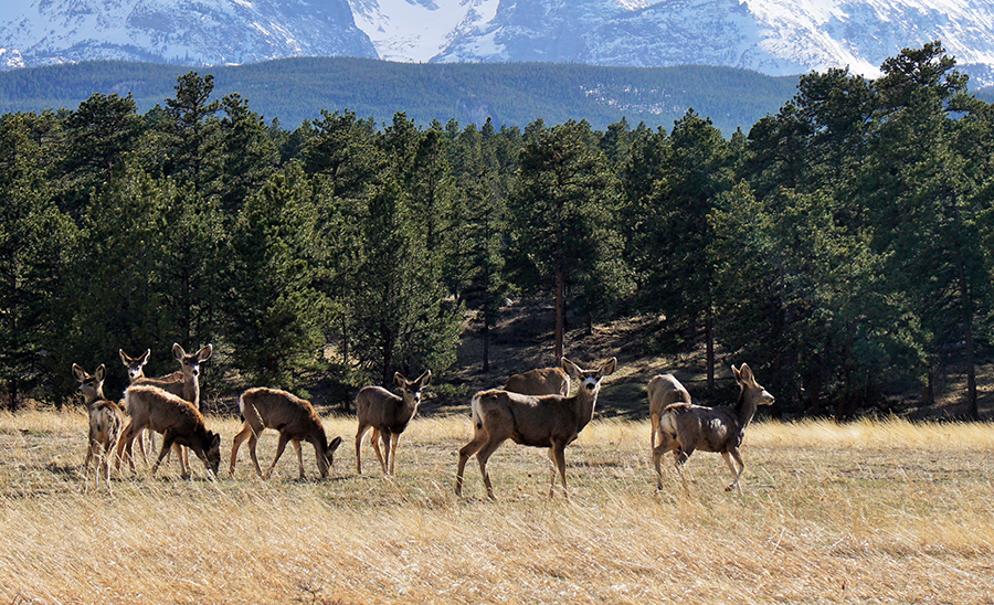 rv-rental-estes-park.jpg