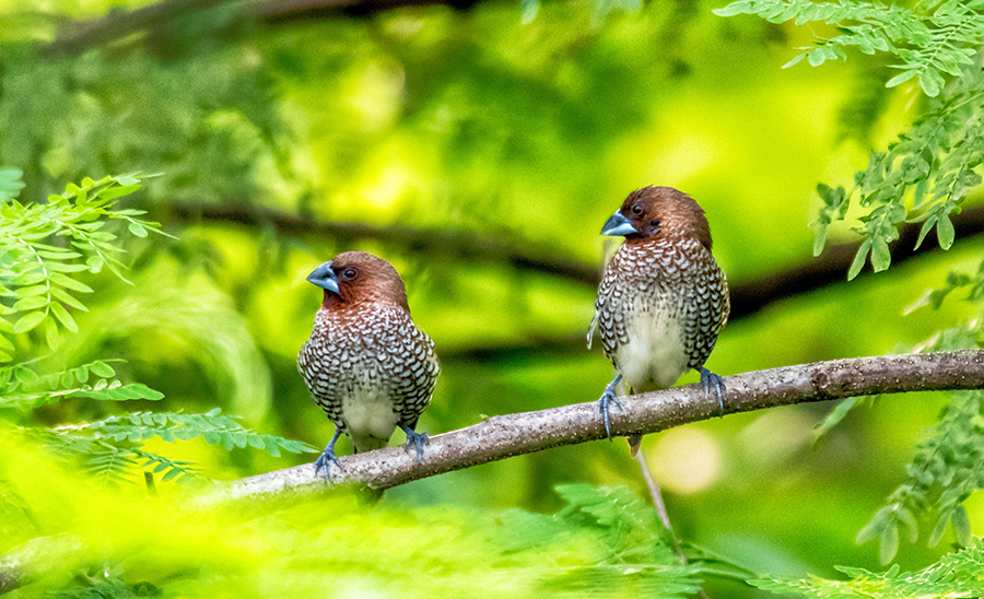 rv-rental-magee-marsh-wildlife-area.jpg