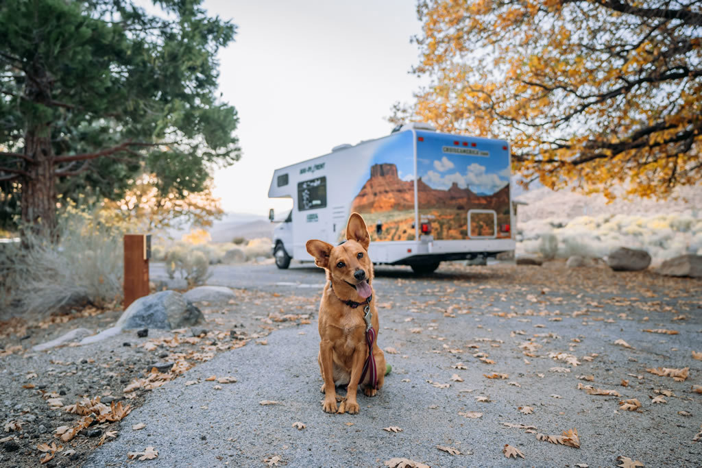 Cruise America Inquisitive Dog