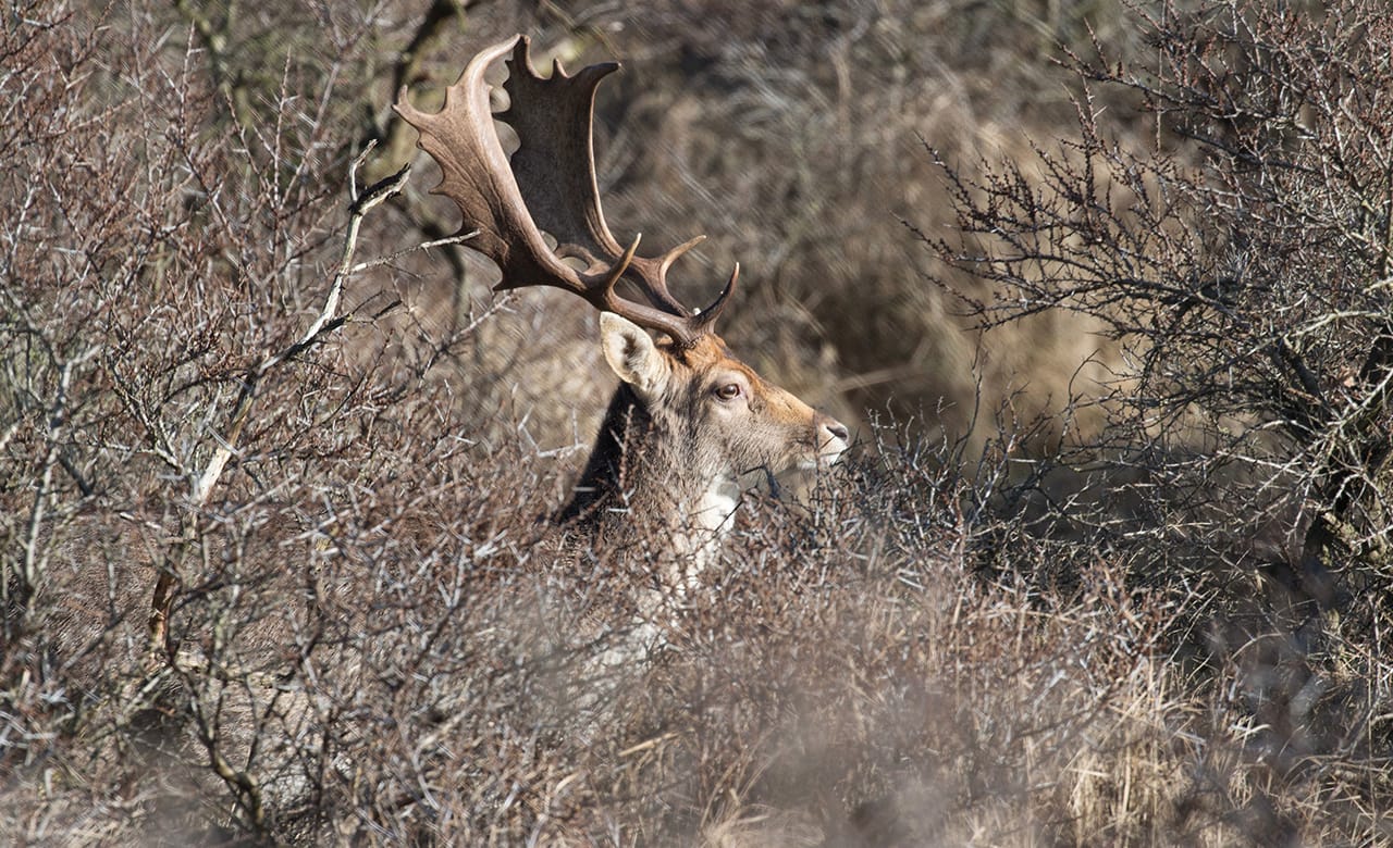 deer rocky mountain