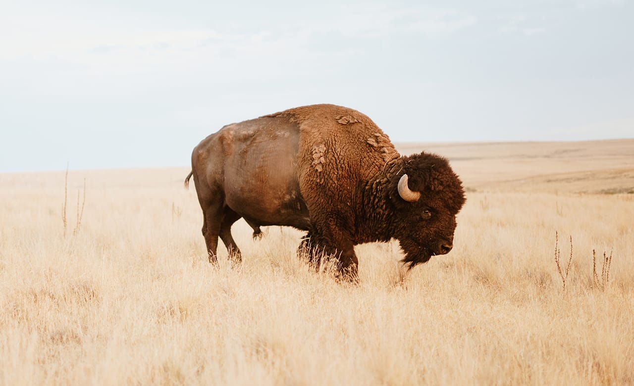 bison