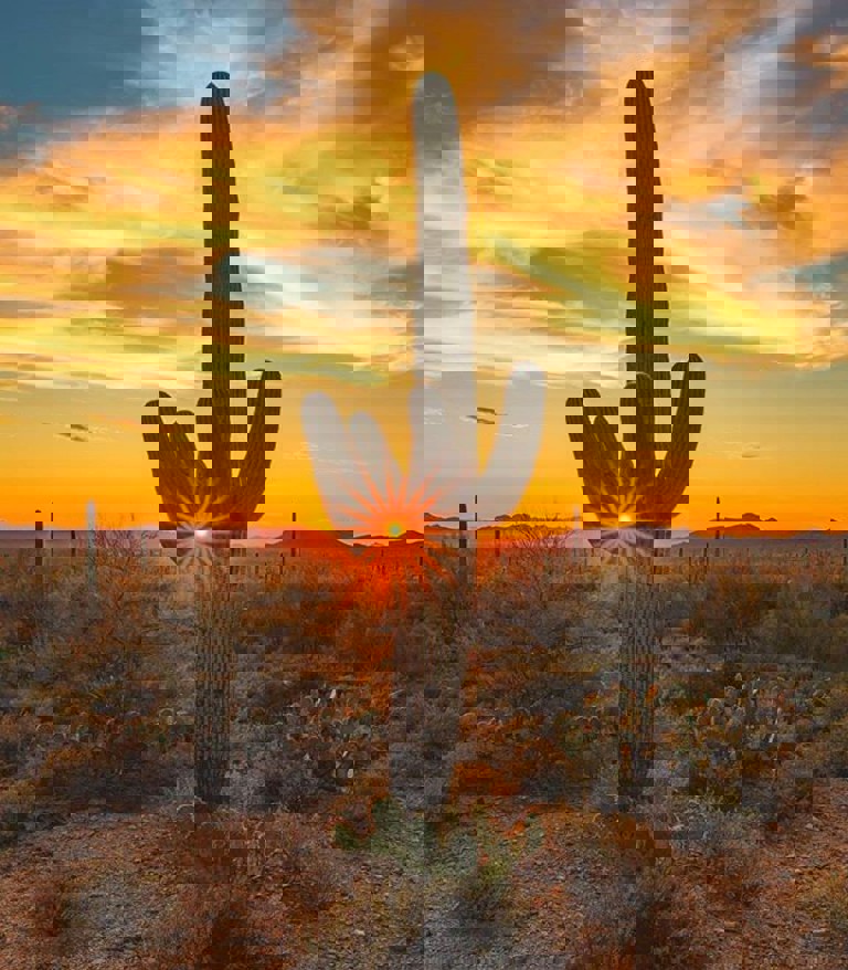 Cactus with sunset behind it