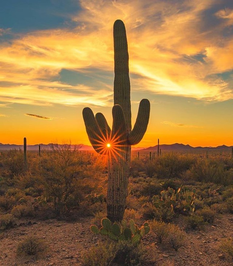 Cactus with sunset behind it