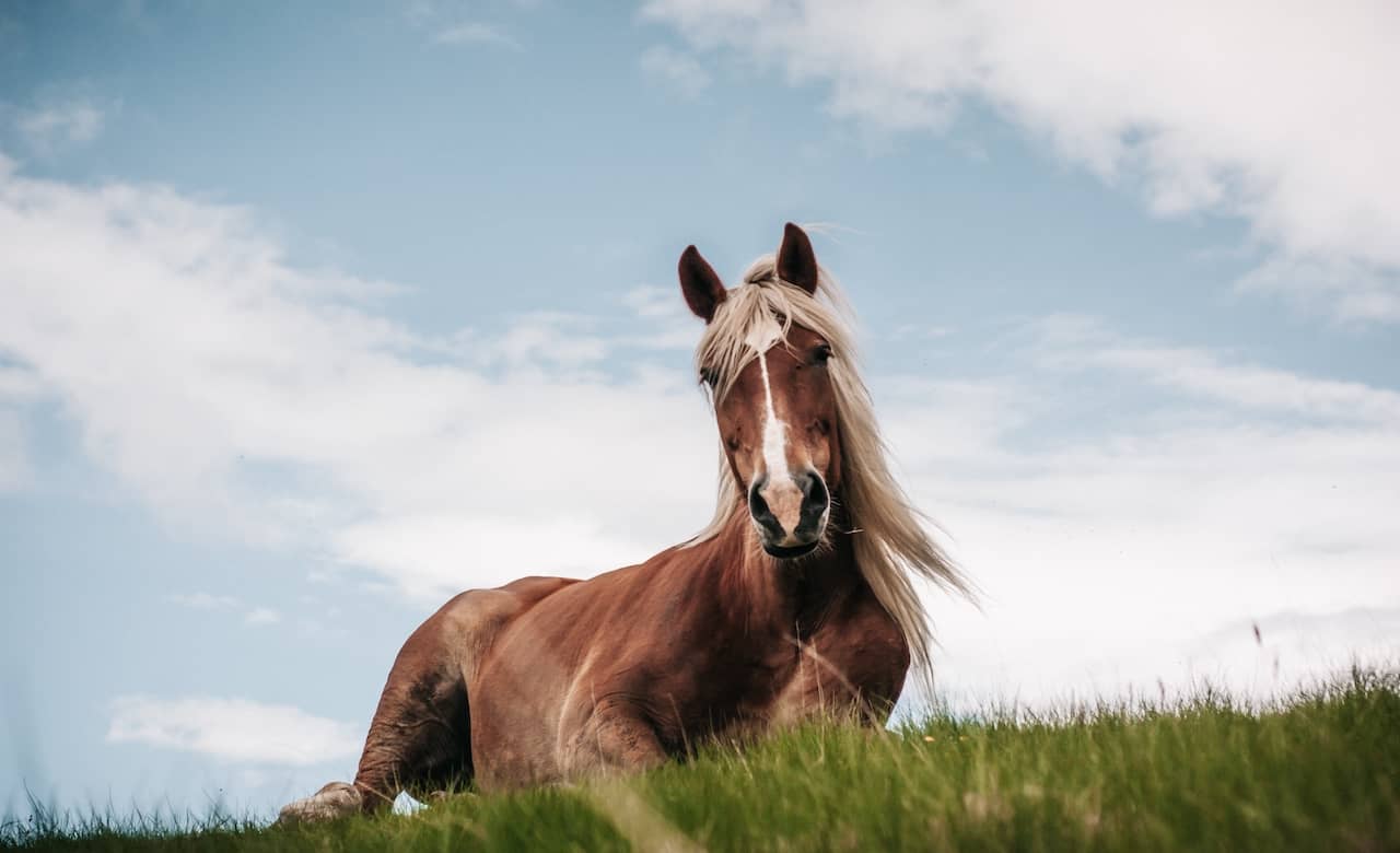 horse glacier