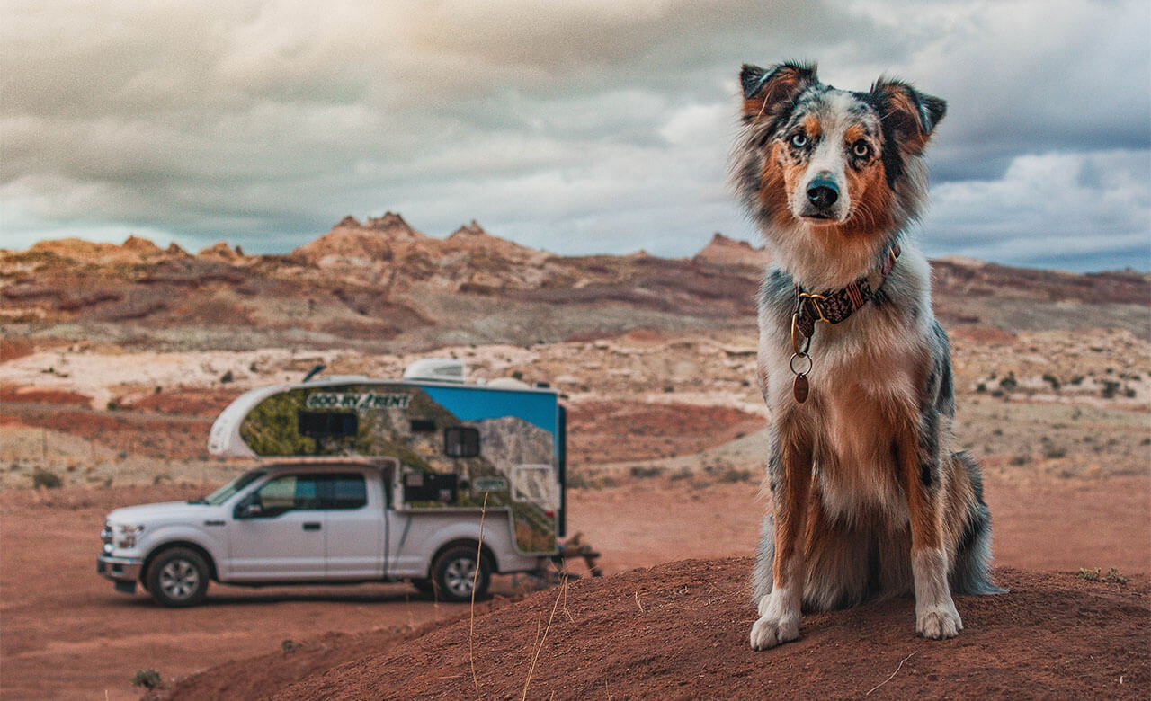 dog in national park