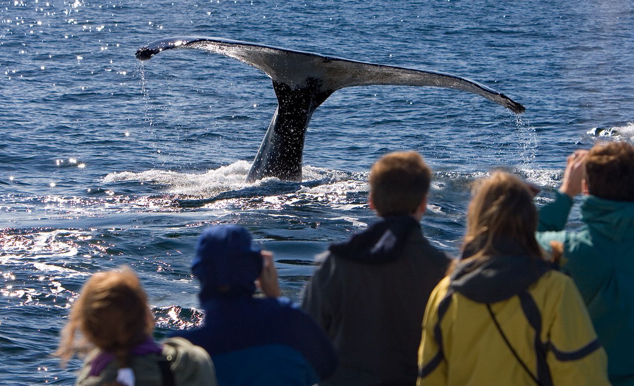 whales fort stevens